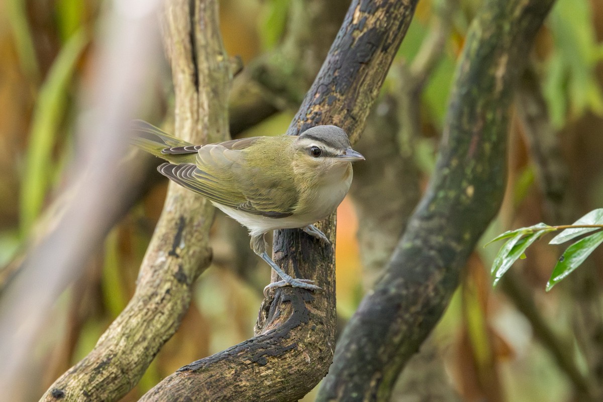 Red-eyed Vireo - ML642301390