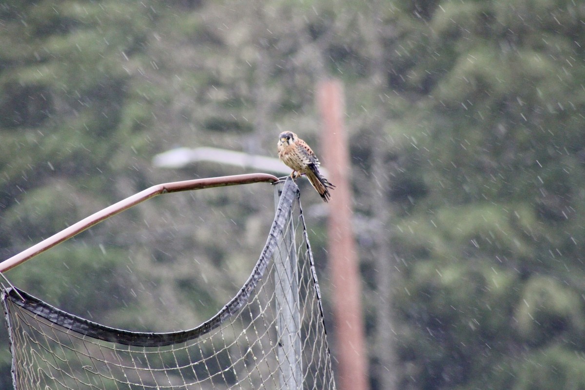 American Kestrel - ML642301392