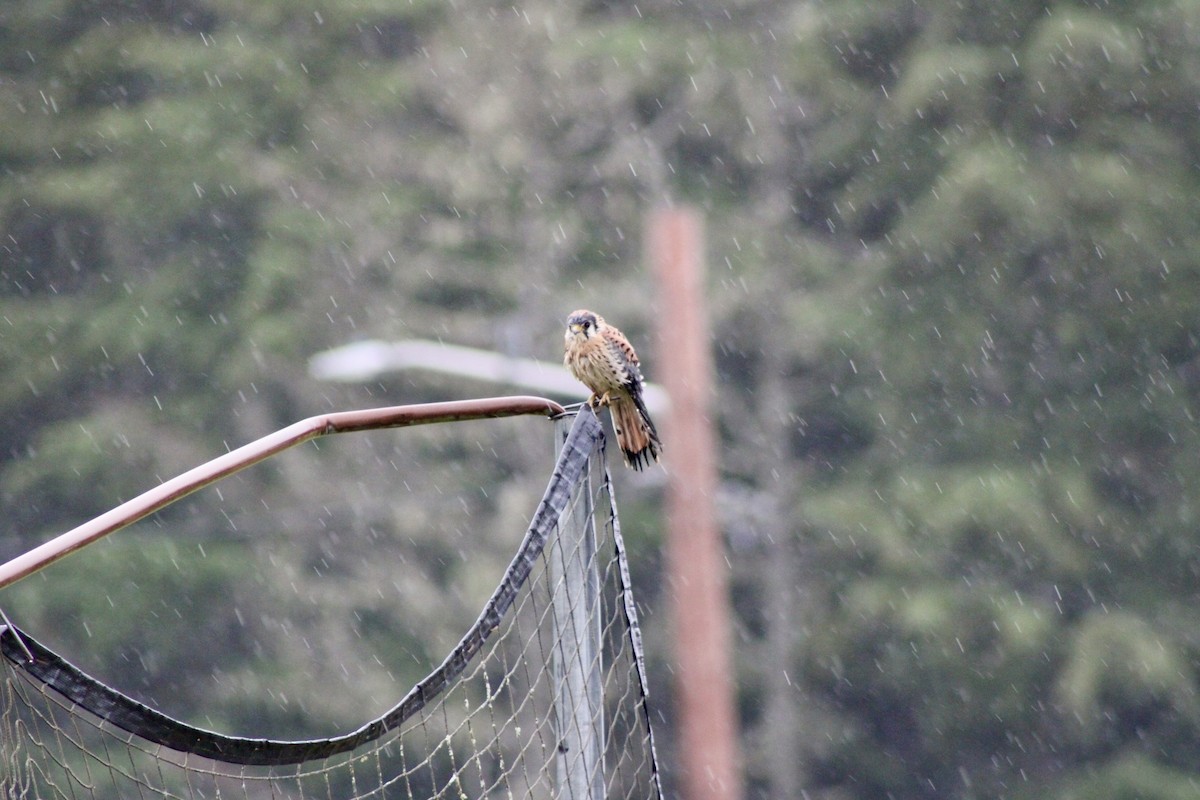 American Kestrel - ML642301393