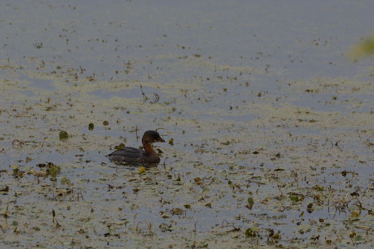 Pied-billed Grebe - ML642301395