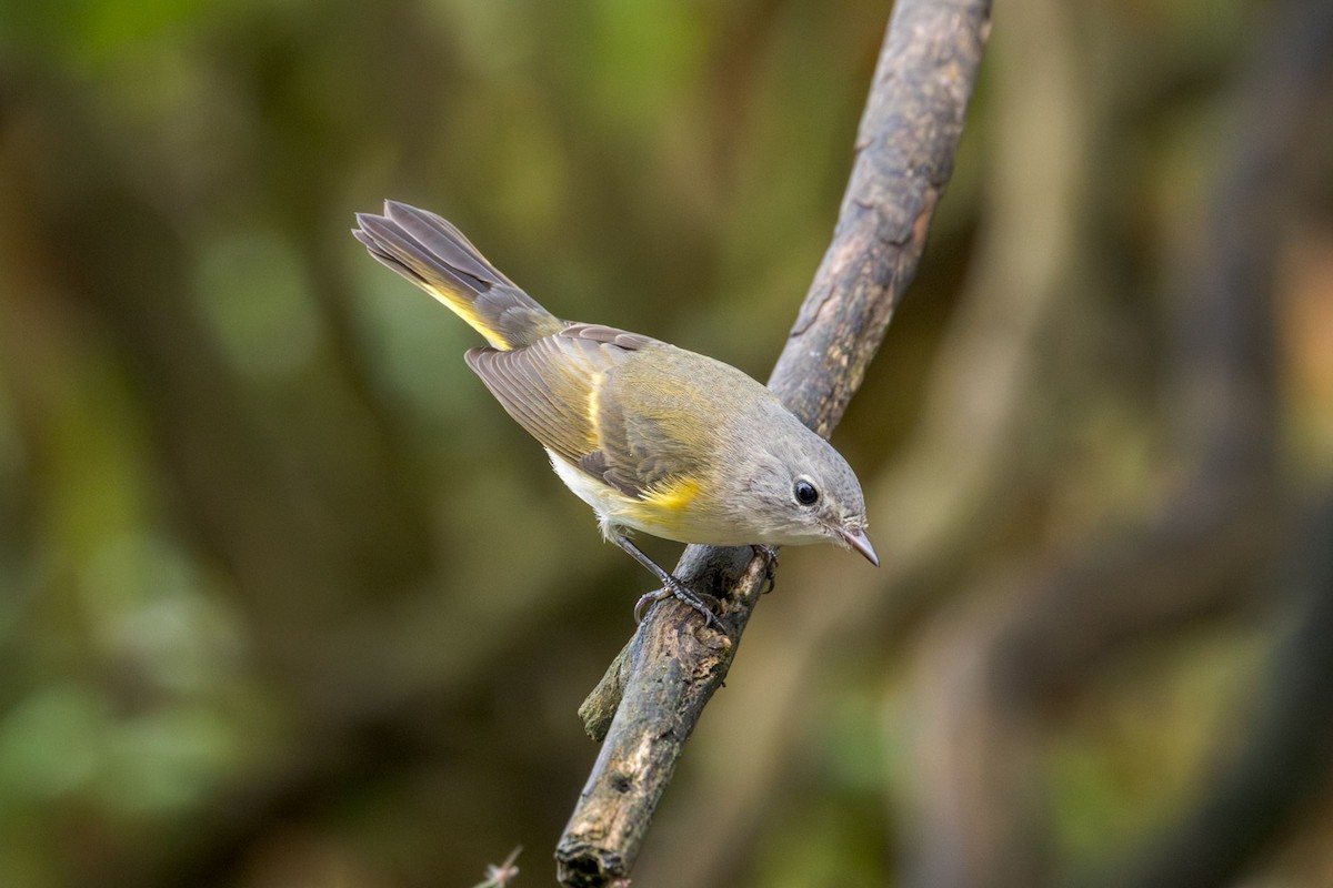 American Redstart - ML642301399