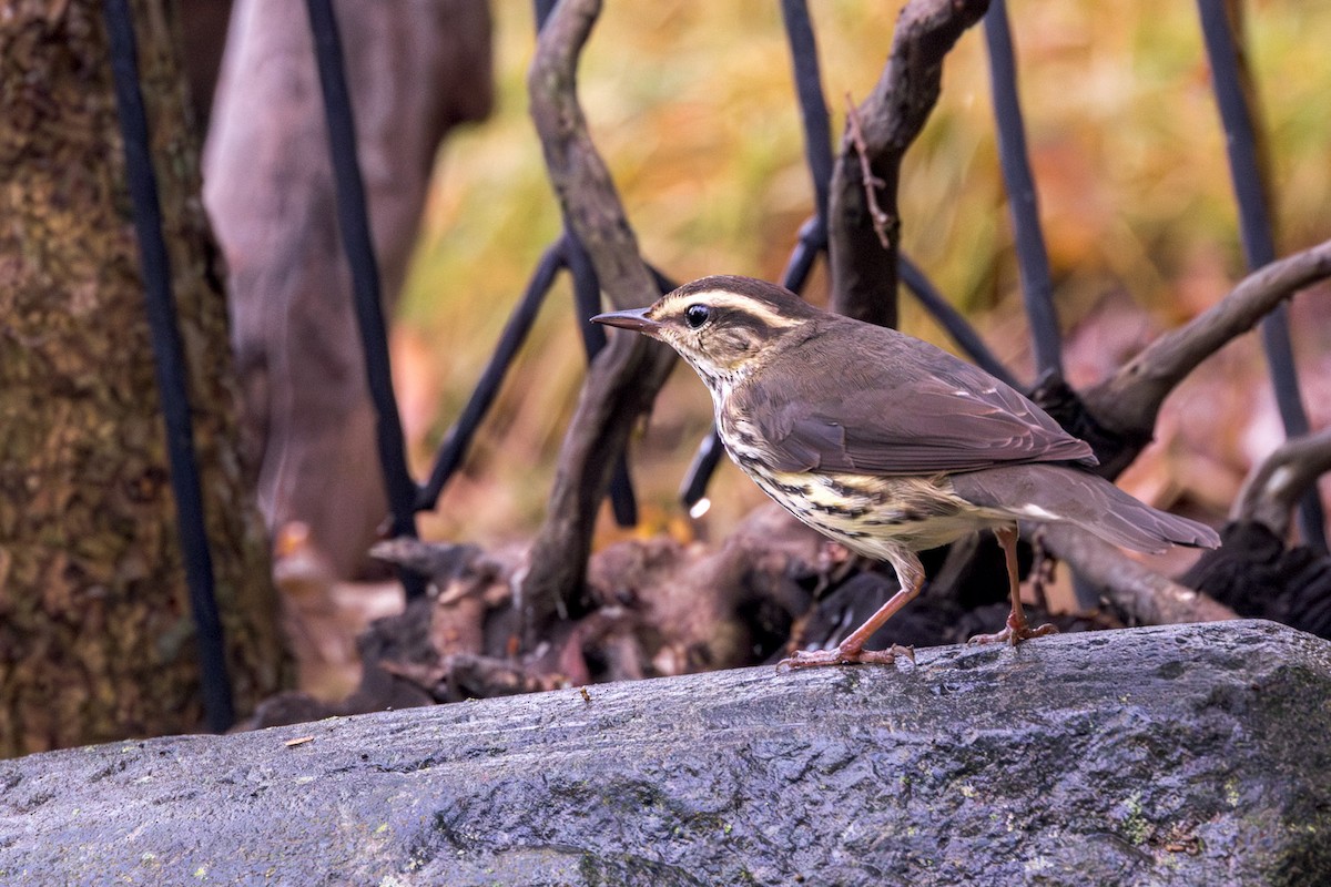Northern Waterthrush - ML642301410