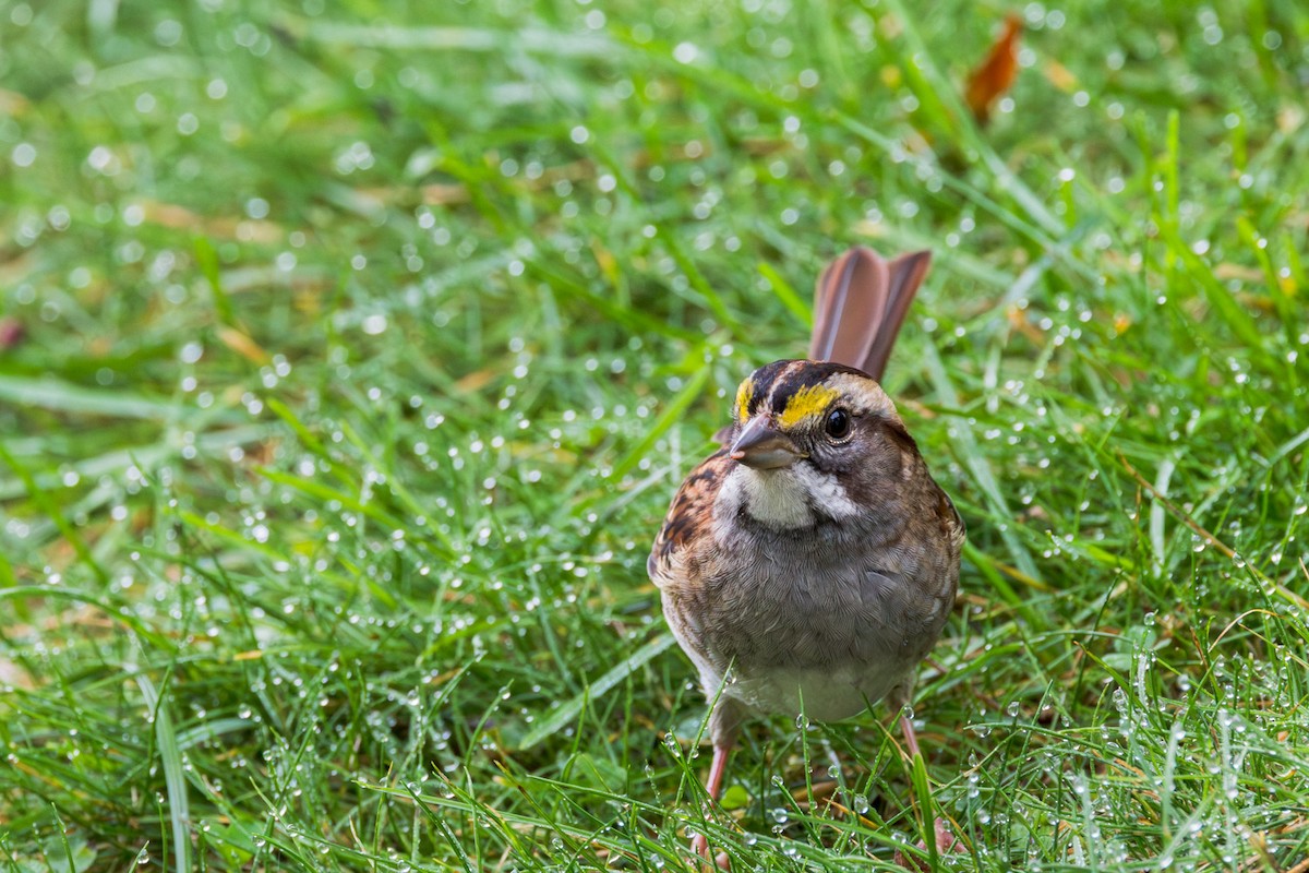 White-throated Sparrow - ML642301413