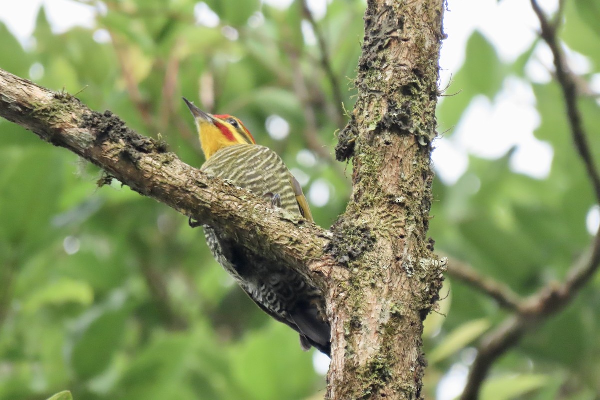 White-browed Woodpecker - ML642301416