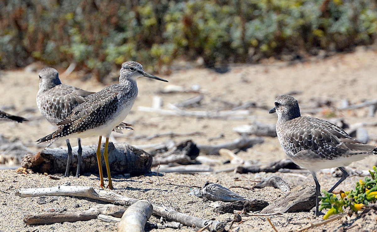 Greater Yellowlegs - ML642301443