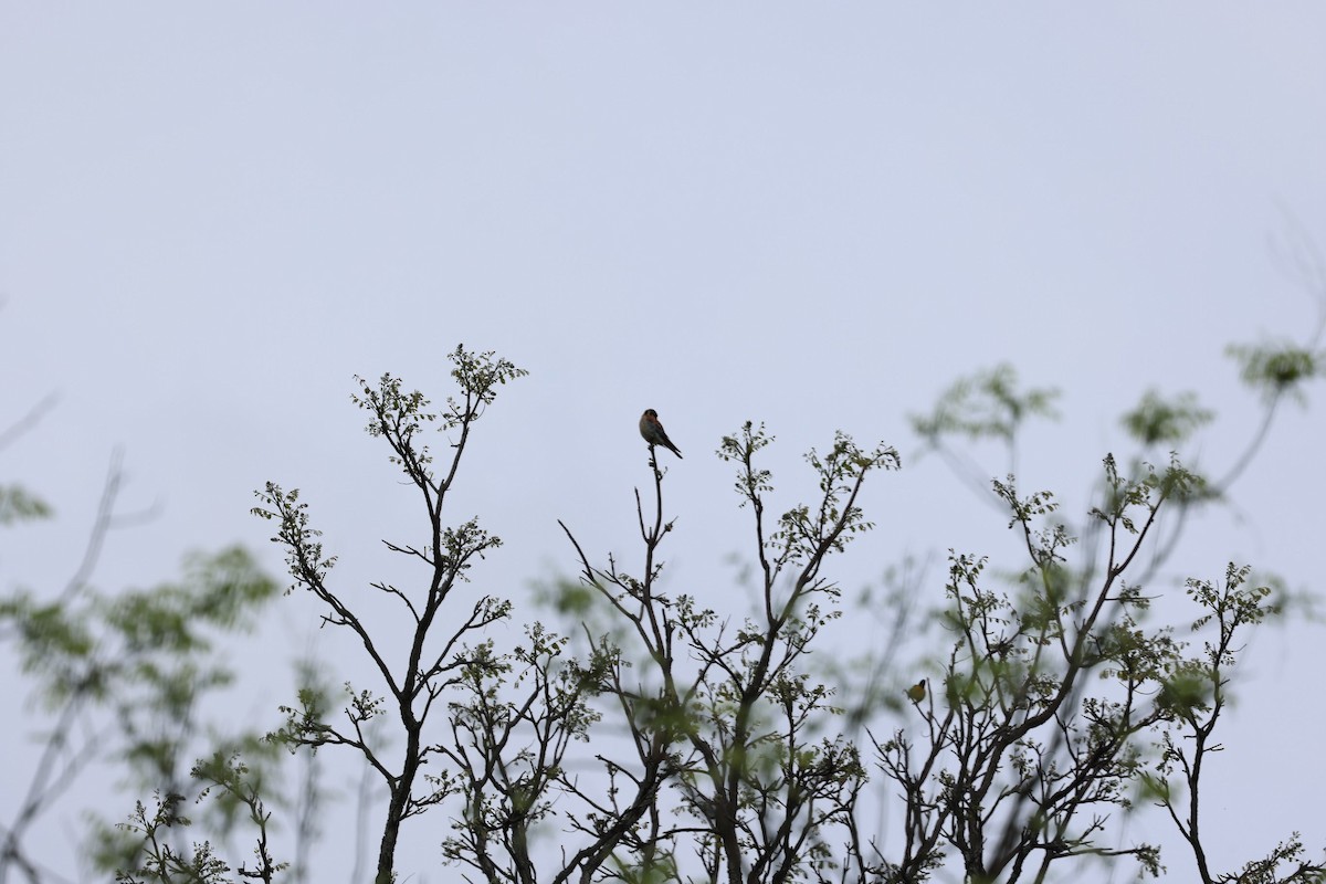 American Kestrel - ML642301456