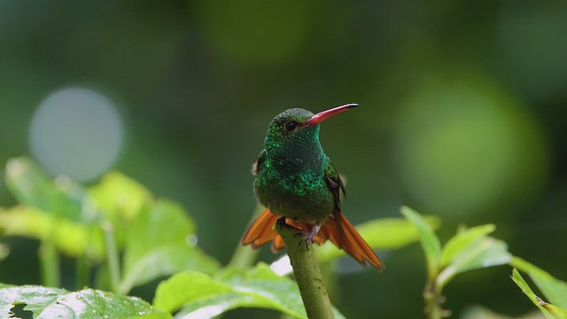 Rufous-tailed Hummingbird - ML642301463