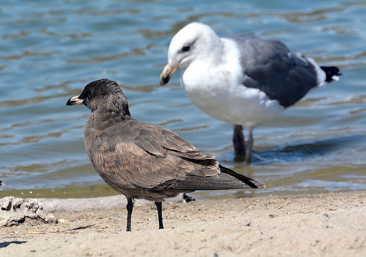 Heermann's Gull - ML642301464