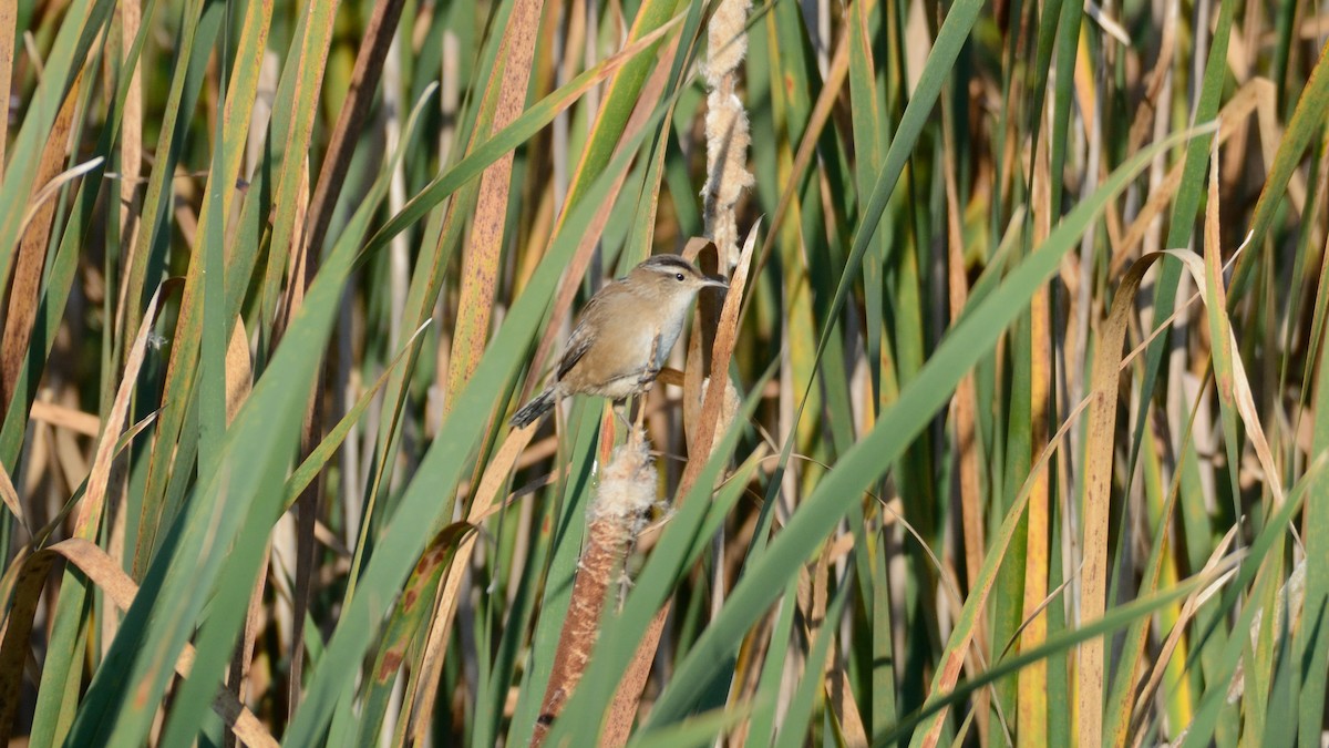 Marsh Wren - ML642301472