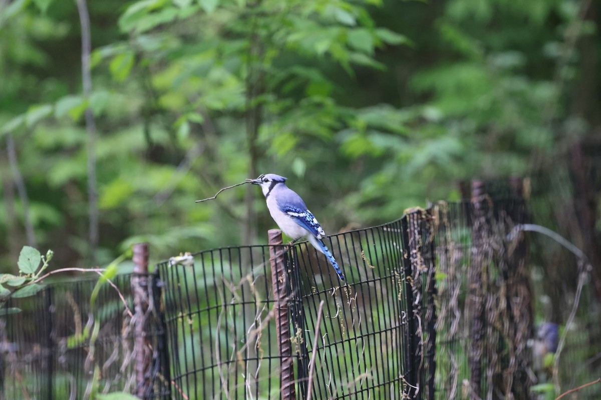 Blue Jay - ML642301475