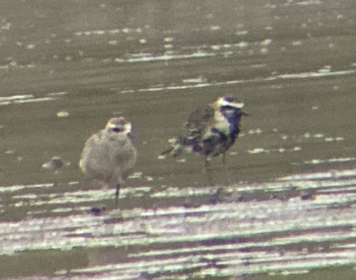 American Golden-Plover - ML642301476