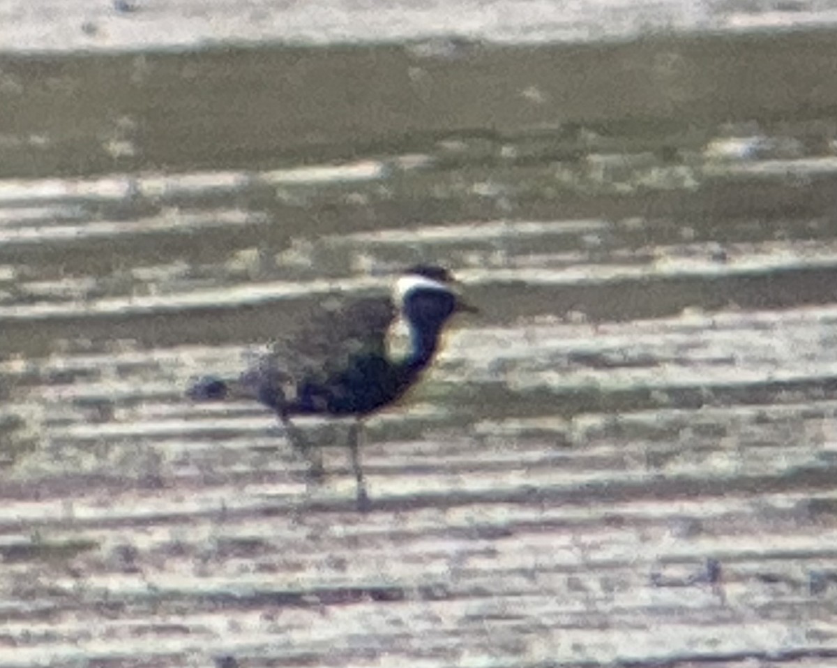 American Golden-Plover - ML642301477