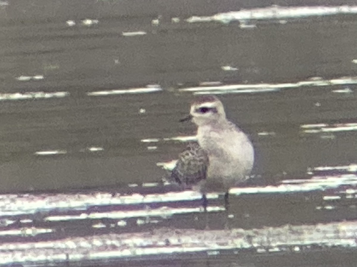 American Golden-Plover - ML642301478