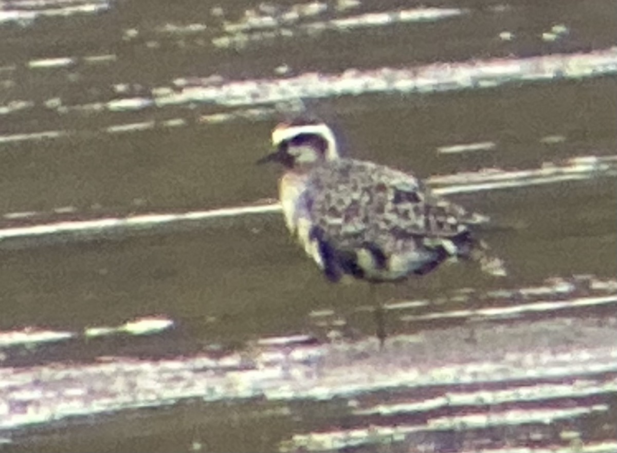 American Golden-Plover - ML642301479