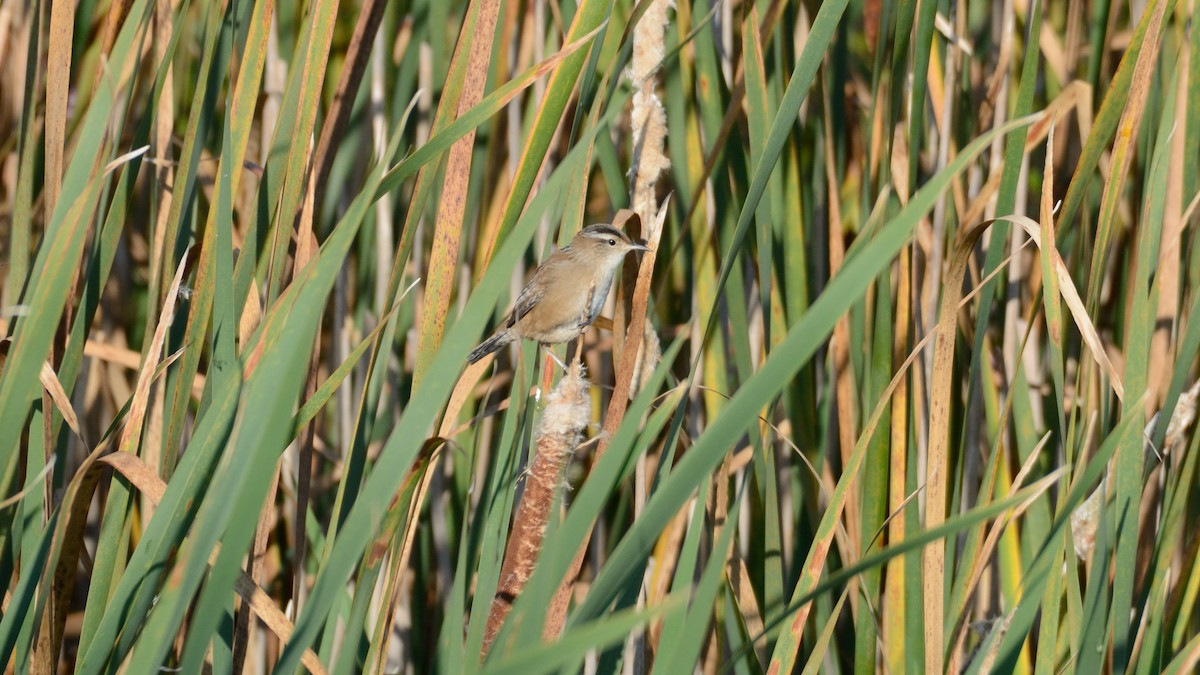 Marsh Wren - ML642301481