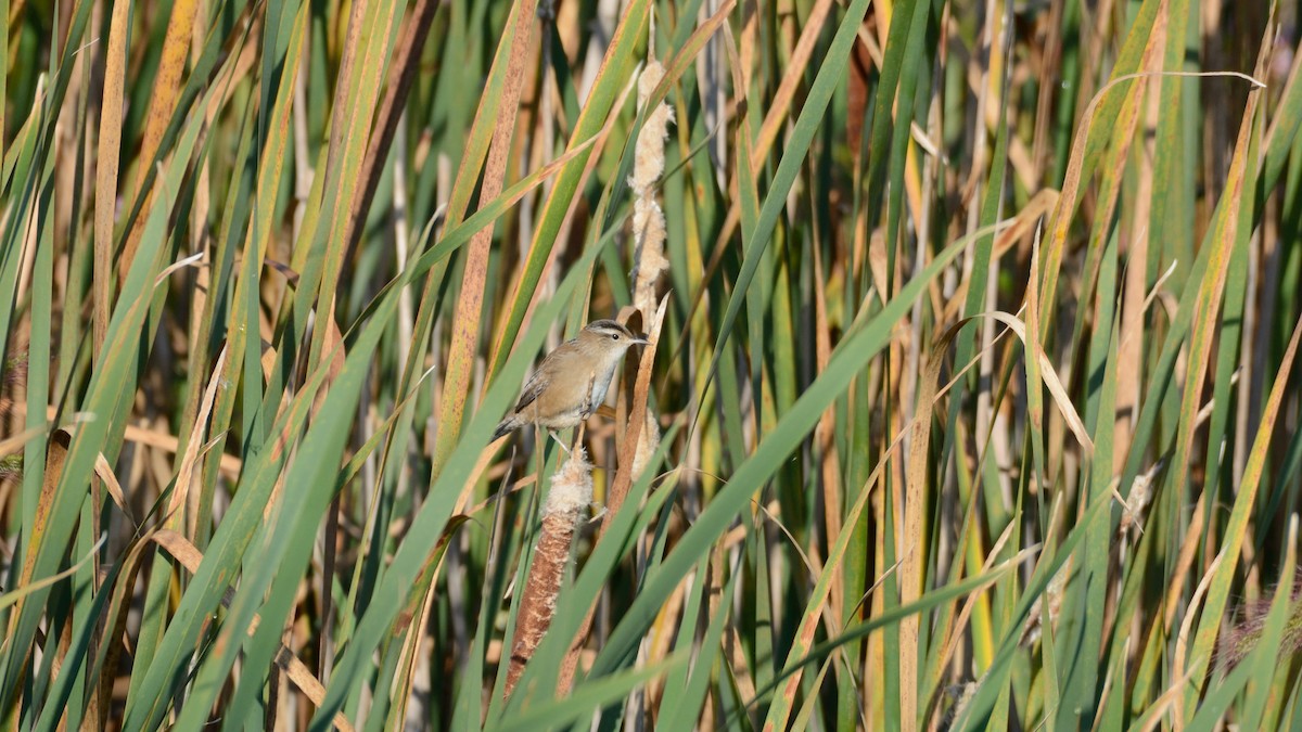 Marsh Wren - ML642301489