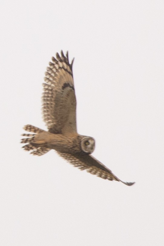 Short-eared Owl - ML642301495