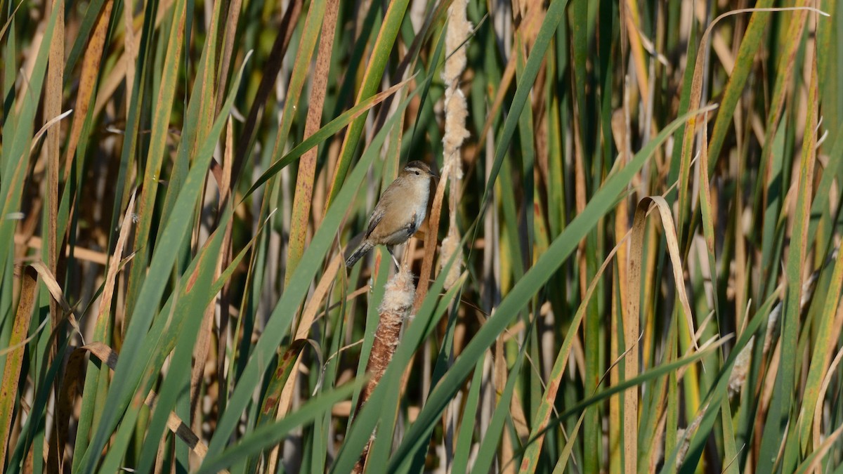 Marsh Wren - ML642301505