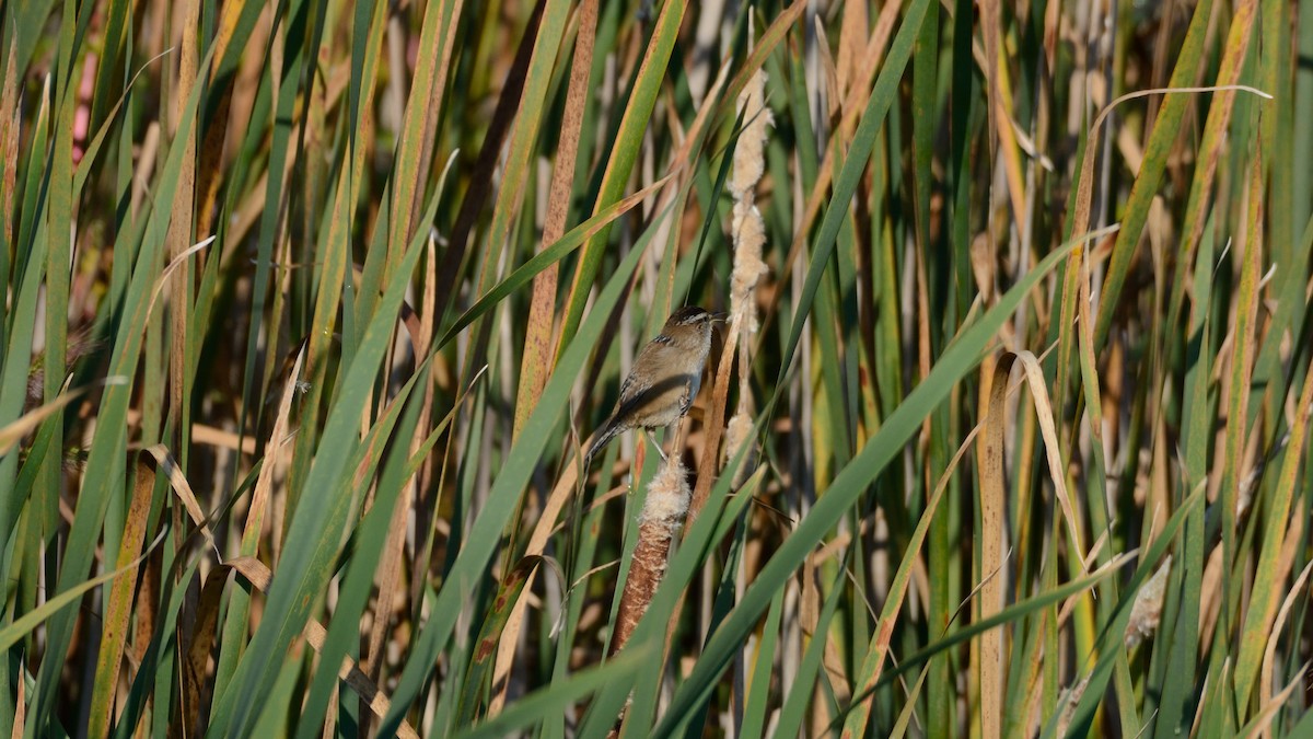 Marsh Wren - ML642301527