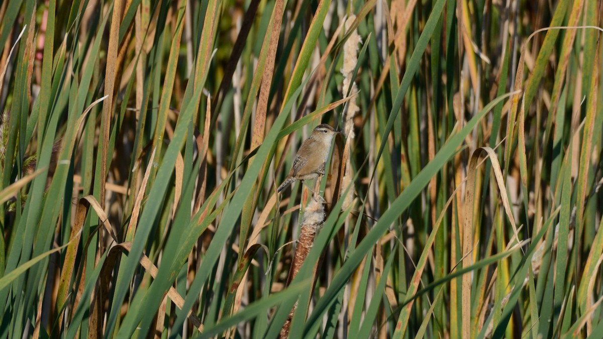 Marsh Wren - ML642301573