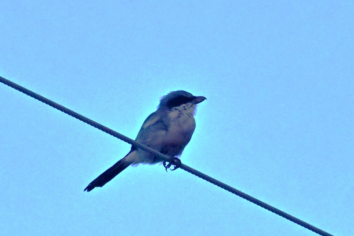 Pie-grièche migratrice - ML642301579