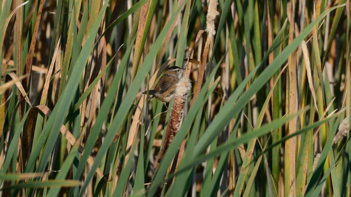 Marsh Wren - ML642301612