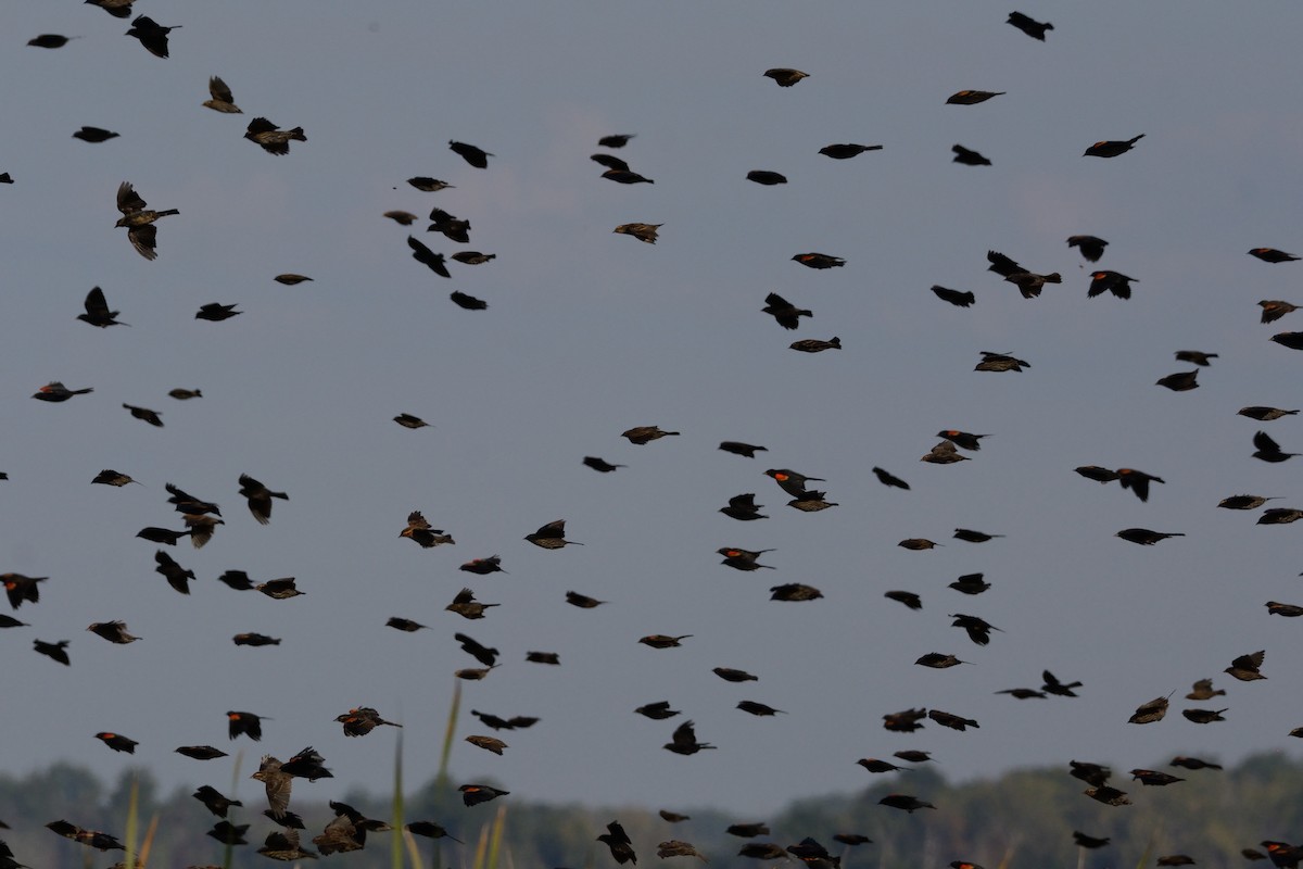 Red-winged Blackbird - ML642301634
