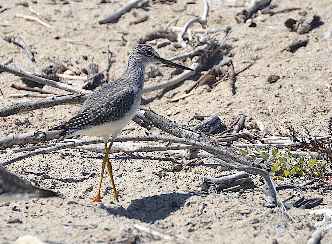 Greater Yellowlegs - ML642301649