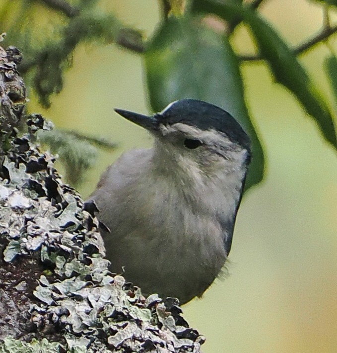 White-breasted Nuthatch - ML642301652