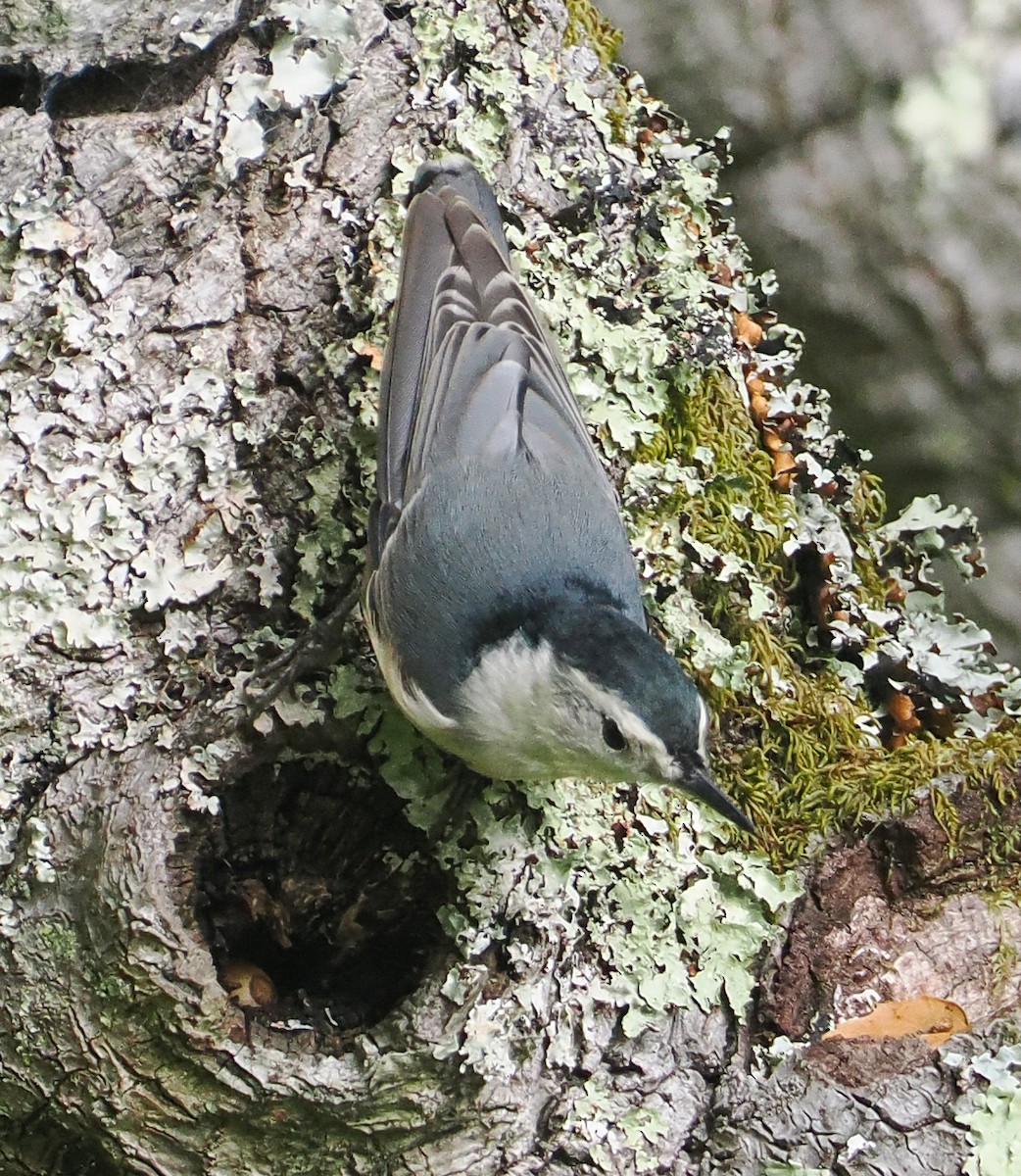 White-breasted Nuthatch - ML642301656