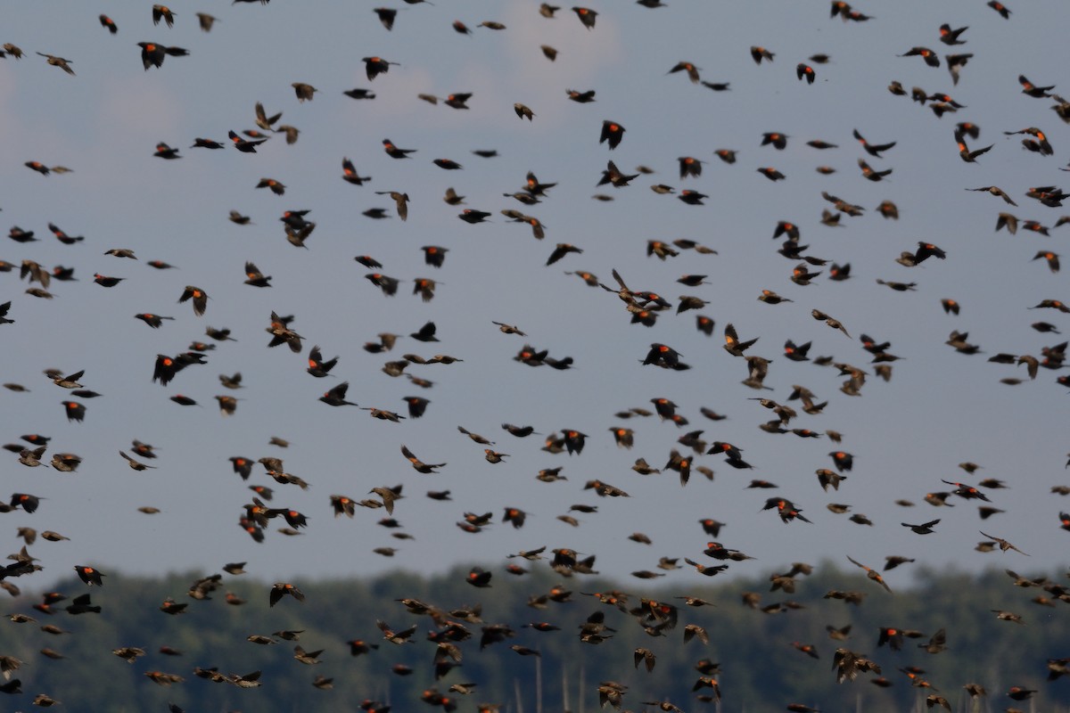 Red-winged Blackbird - ML642301657