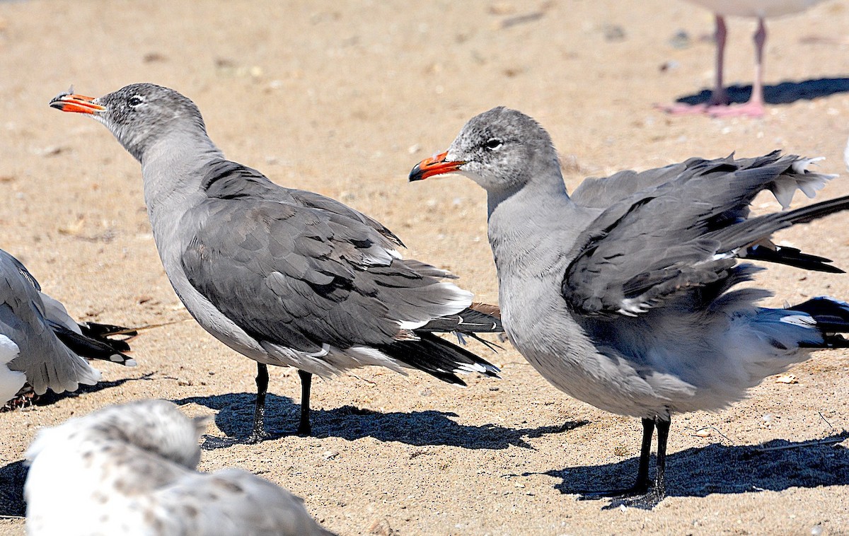 Heermann's Gull - ML642301659