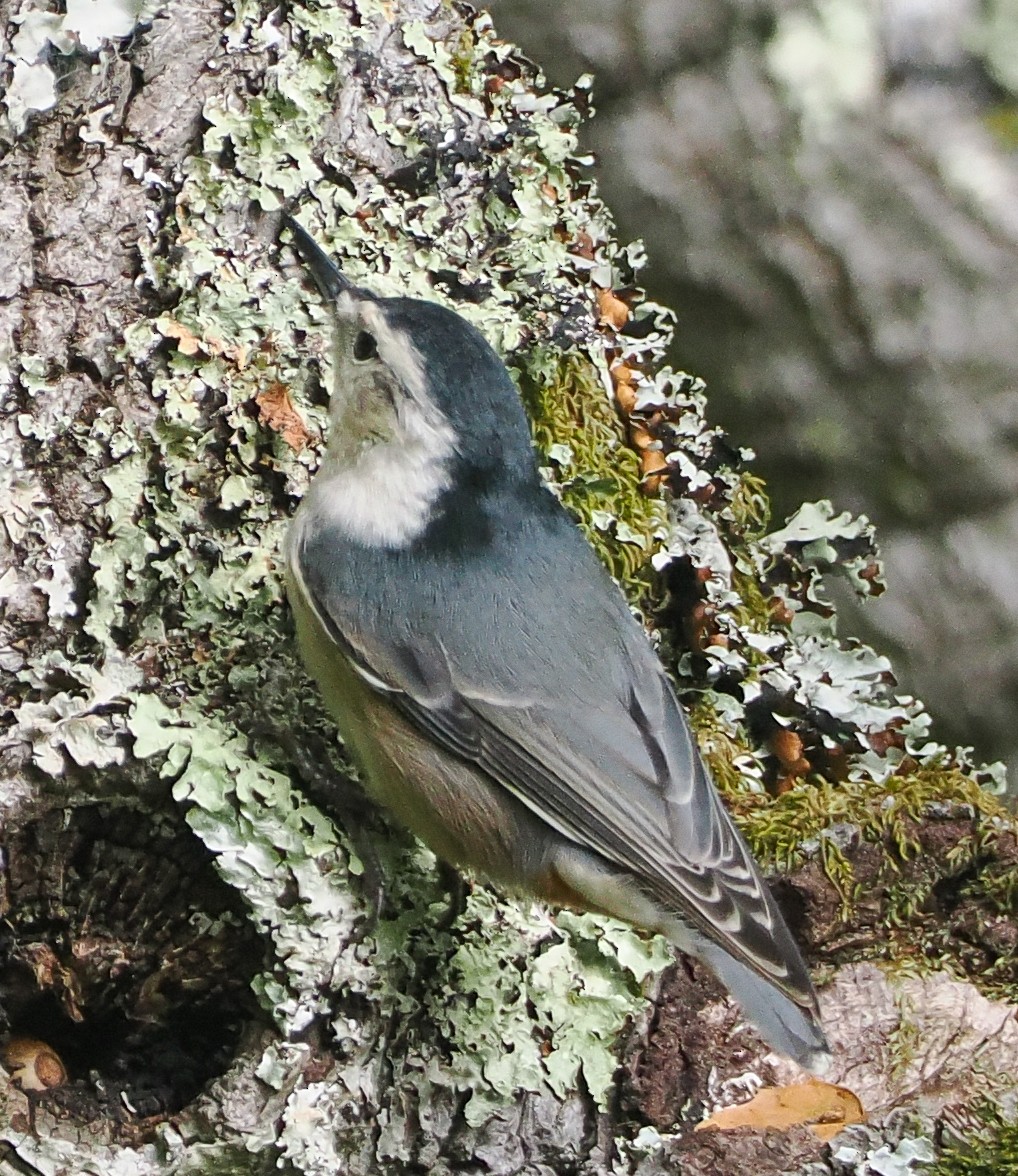 White-breasted Nuthatch - ML642301661