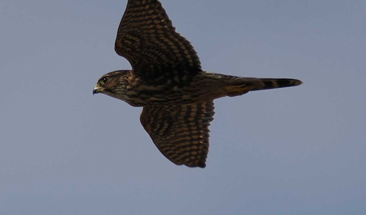 Merlin - ML642301672