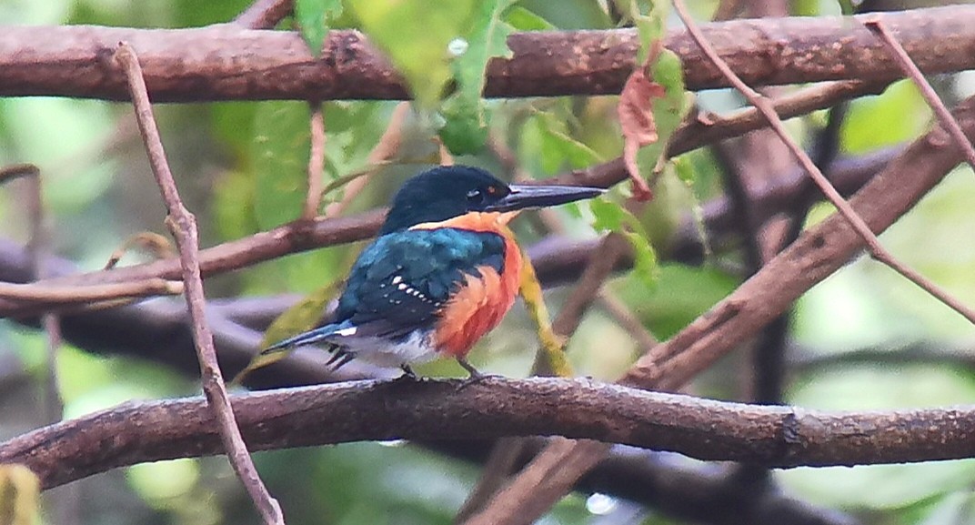 American Pygmy Kingfisher - ML642301676