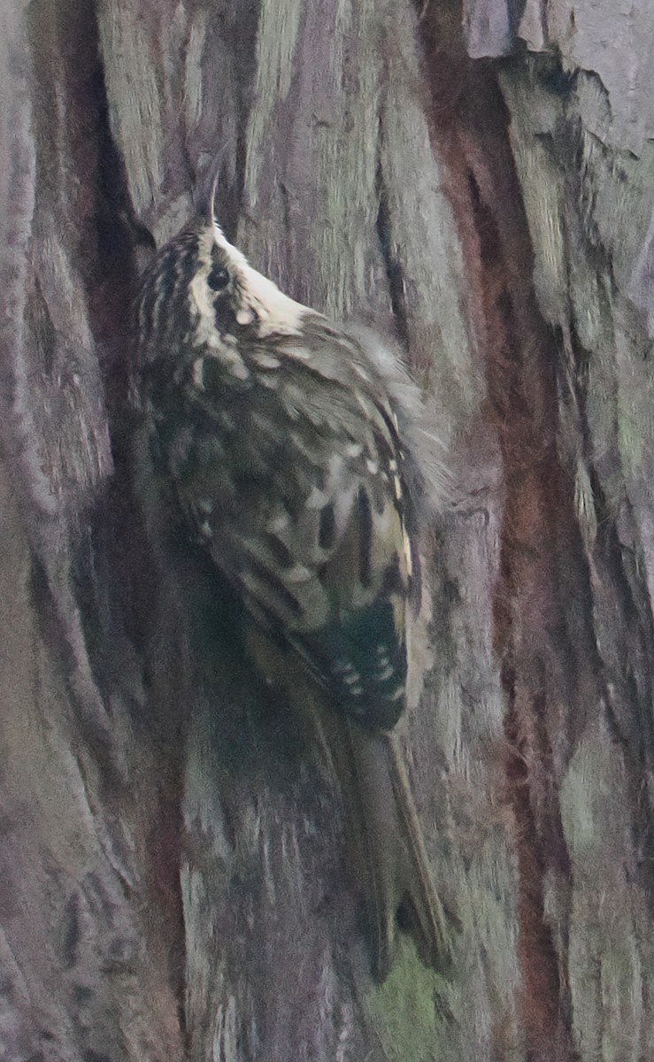 Brown Creeper - ML642301679