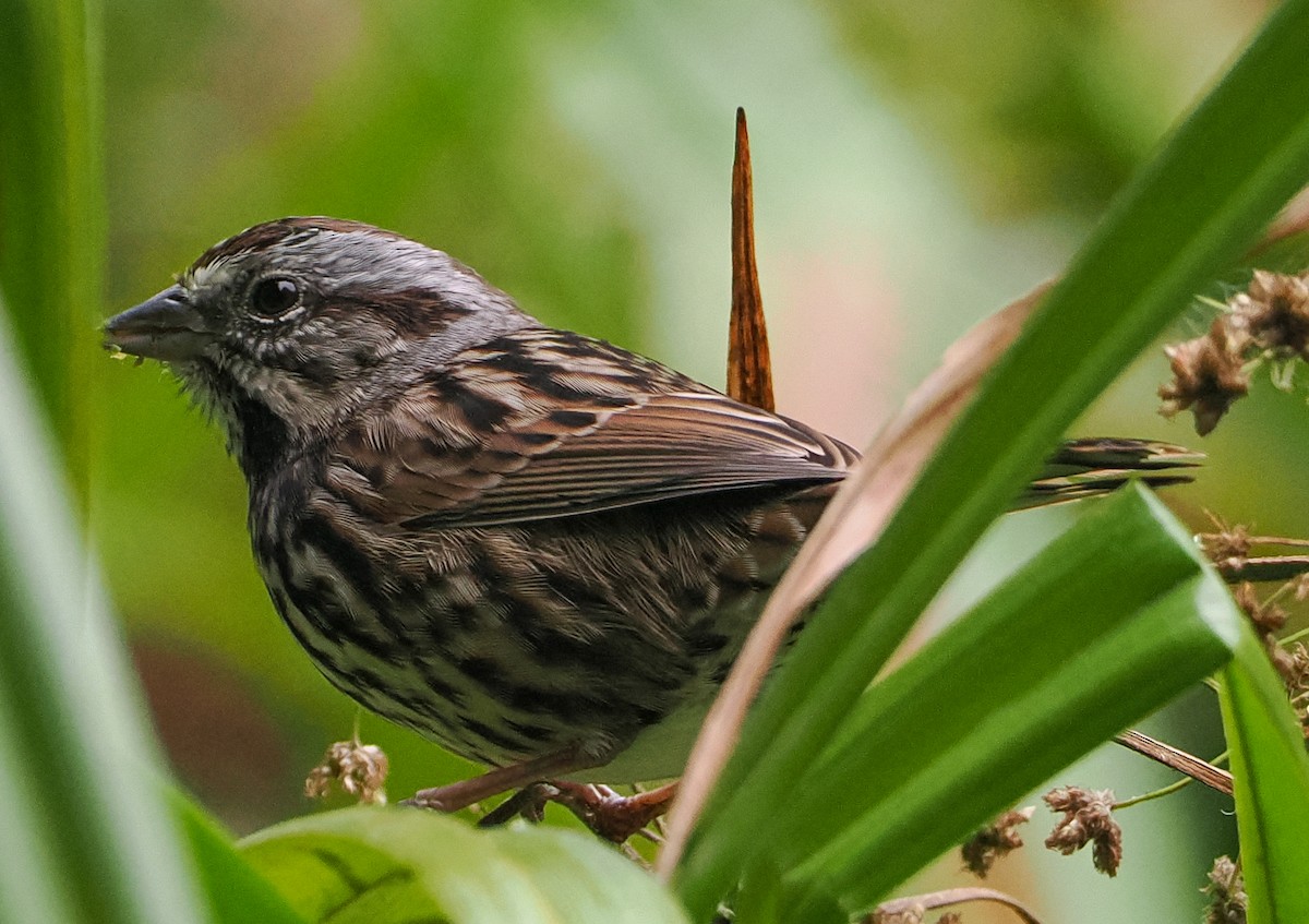 Song Sparrow - ML642301688