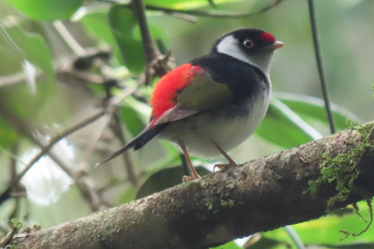Pin-tailed Manakin - ML642301692