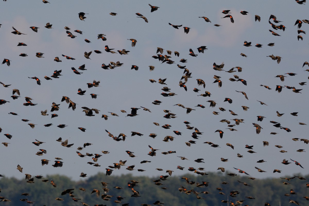 Red-winged Blackbird - ML642301698