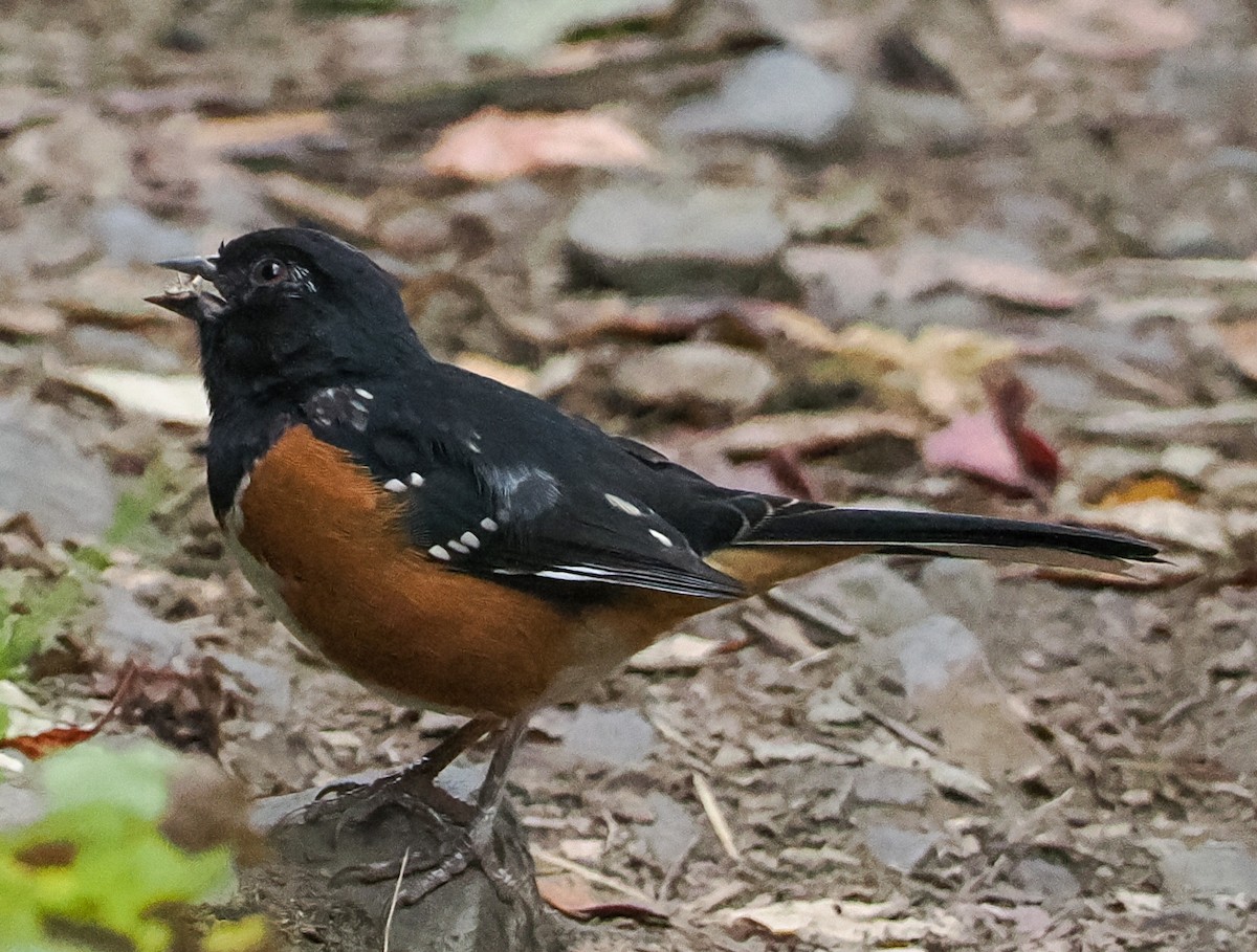 Spotted Towhee - ML642301705
