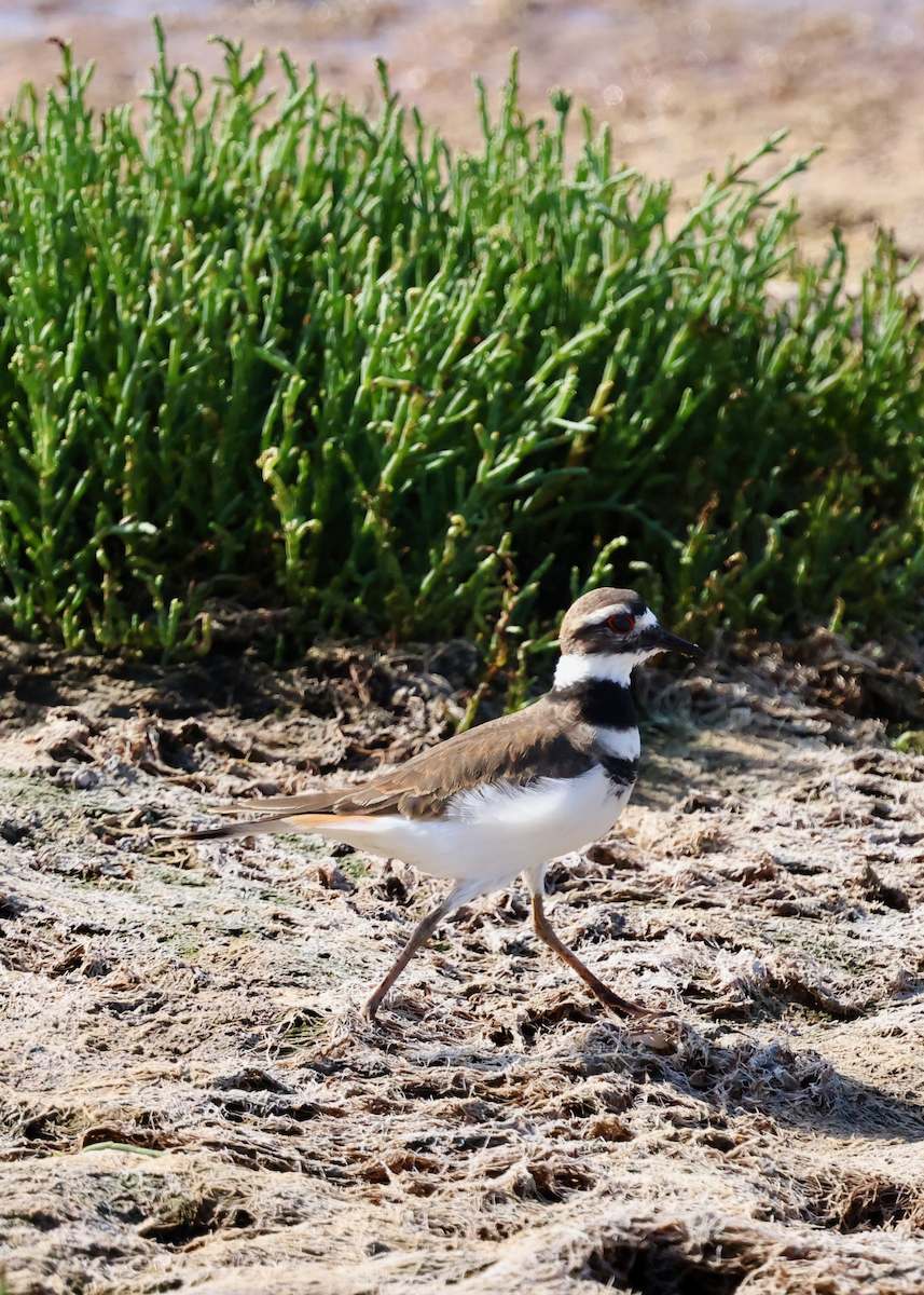 Killdeer - ML642301706