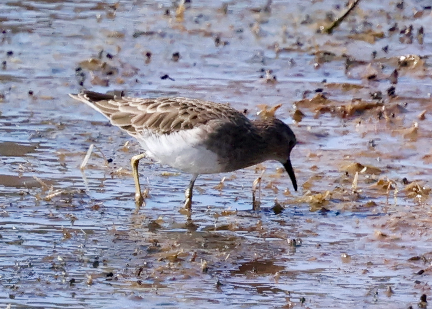 Least Sandpiper - ML642301712