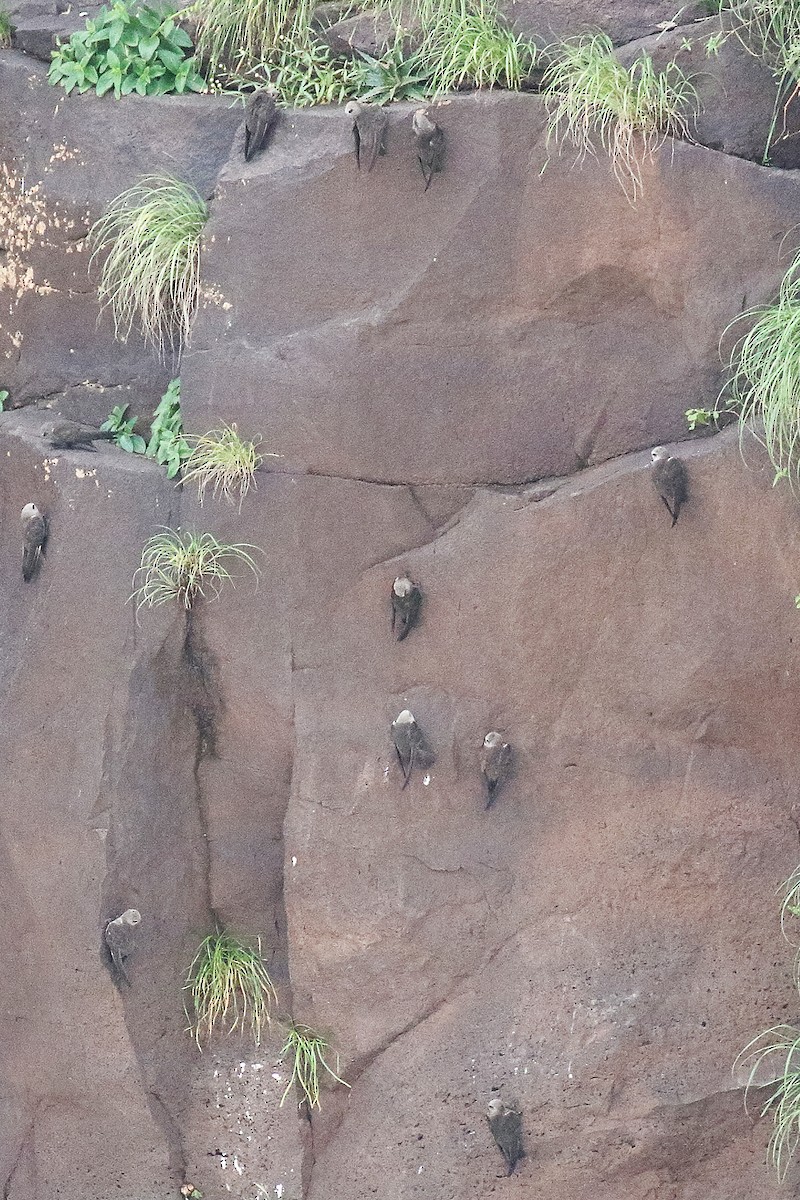 Great Dusky Swift - ML642301717