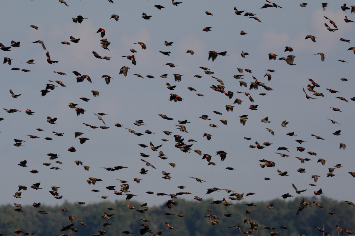 Red-winged Blackbird - ML642301725