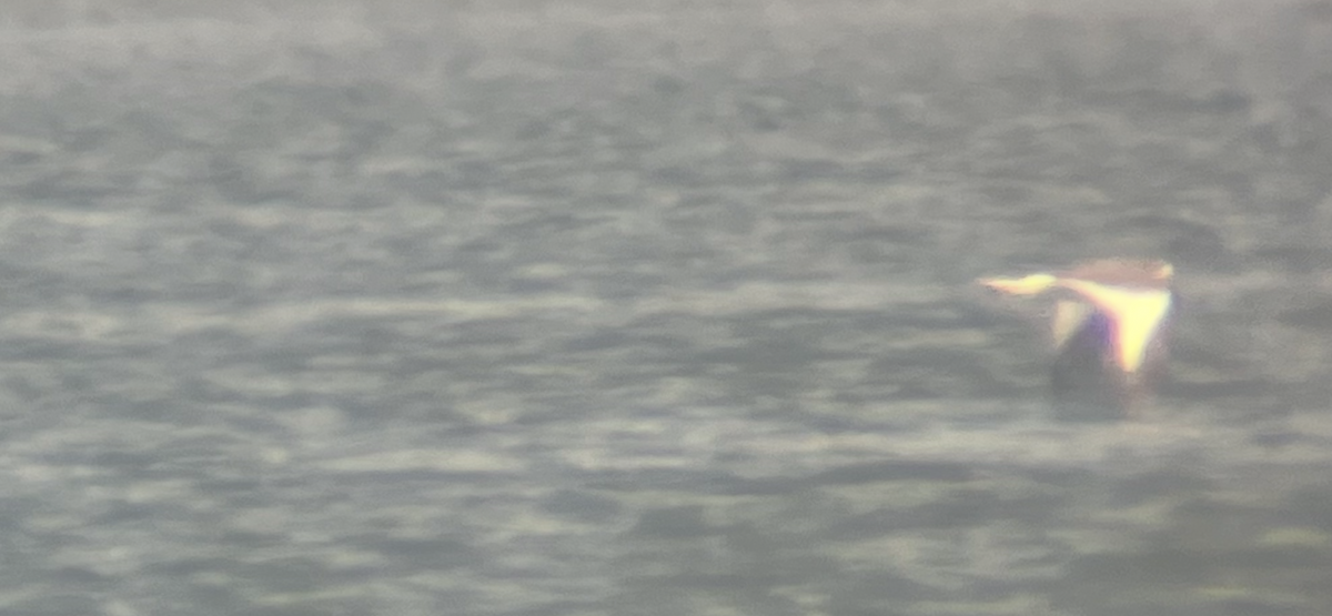 Sabine's Gull - ML642301729