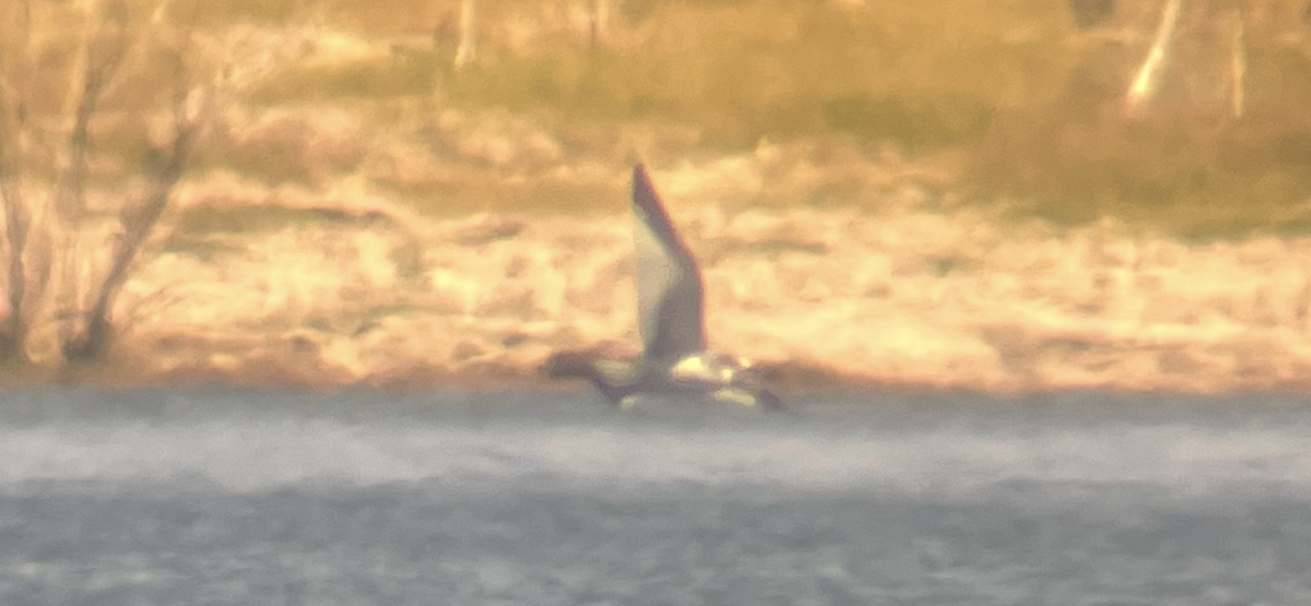 Sabine's Gull - ML642301730