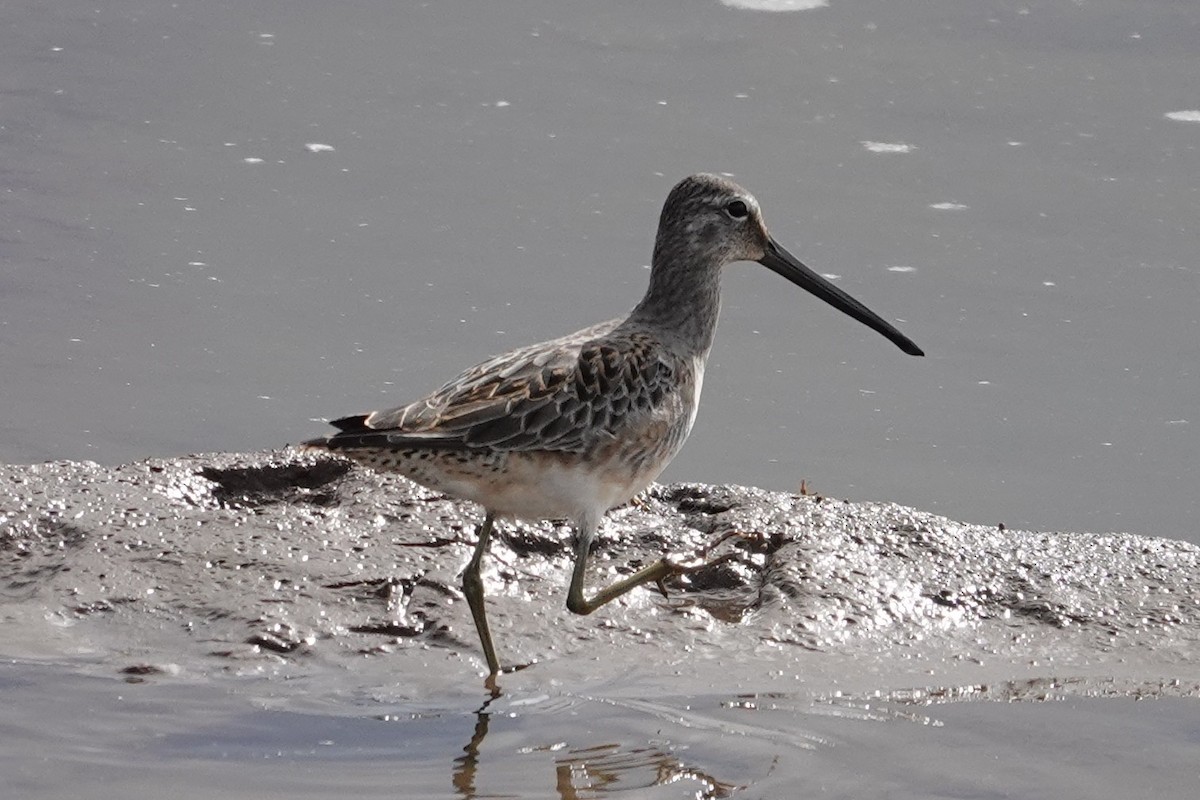 Long-billed Dowitcher - ML642301731
