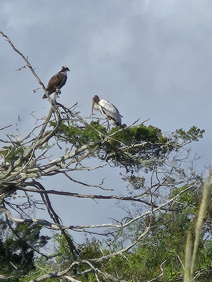 Wood Stork - ML642301736