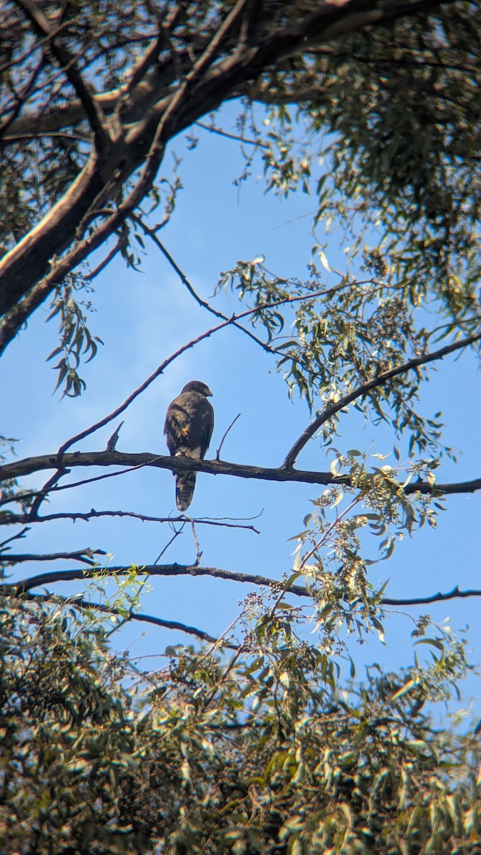 Harris's Hawk - ML642301739