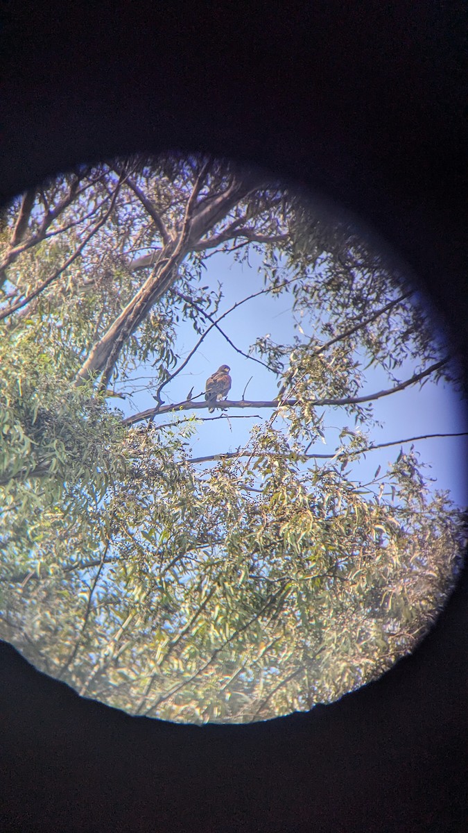 Harris's Hawk - ML642301740